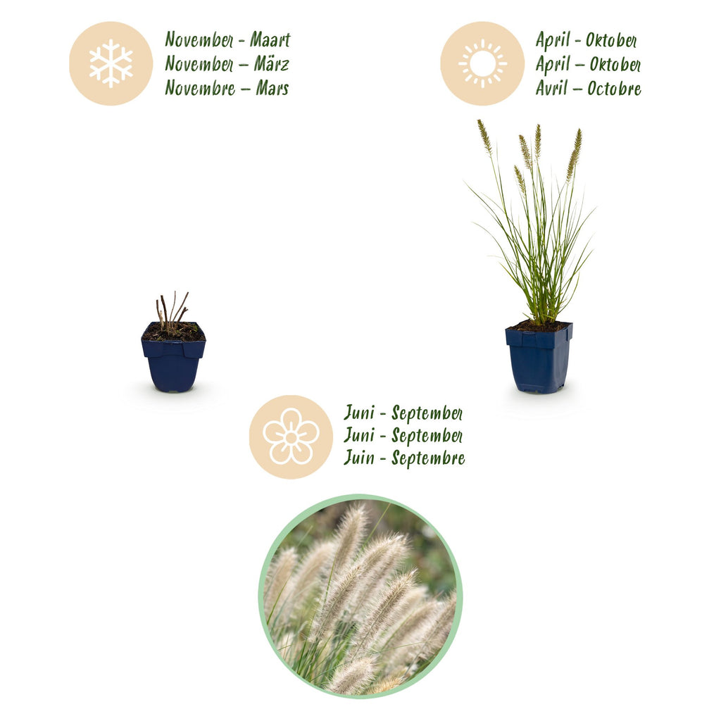 Grassen - Pennisetum alop. Hameln - Lampenpoetsergras - Met Pluim - Groen - 12 Planten - Pot 11cm - Hoogte 15-25cm