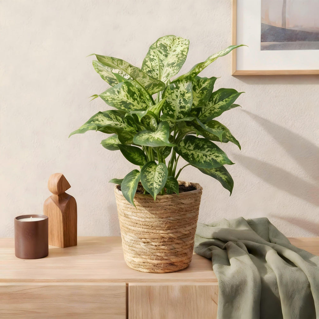 Green is... Kamerplanten - Diefenbachia Compacta - Dieffenbachia - Weinig onderhoud - Groen - 1 Plant - Pot 17cm - Hoogte 45-50cm