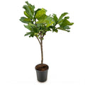 Ficus Lyrata boom - 180cm - ⌀30