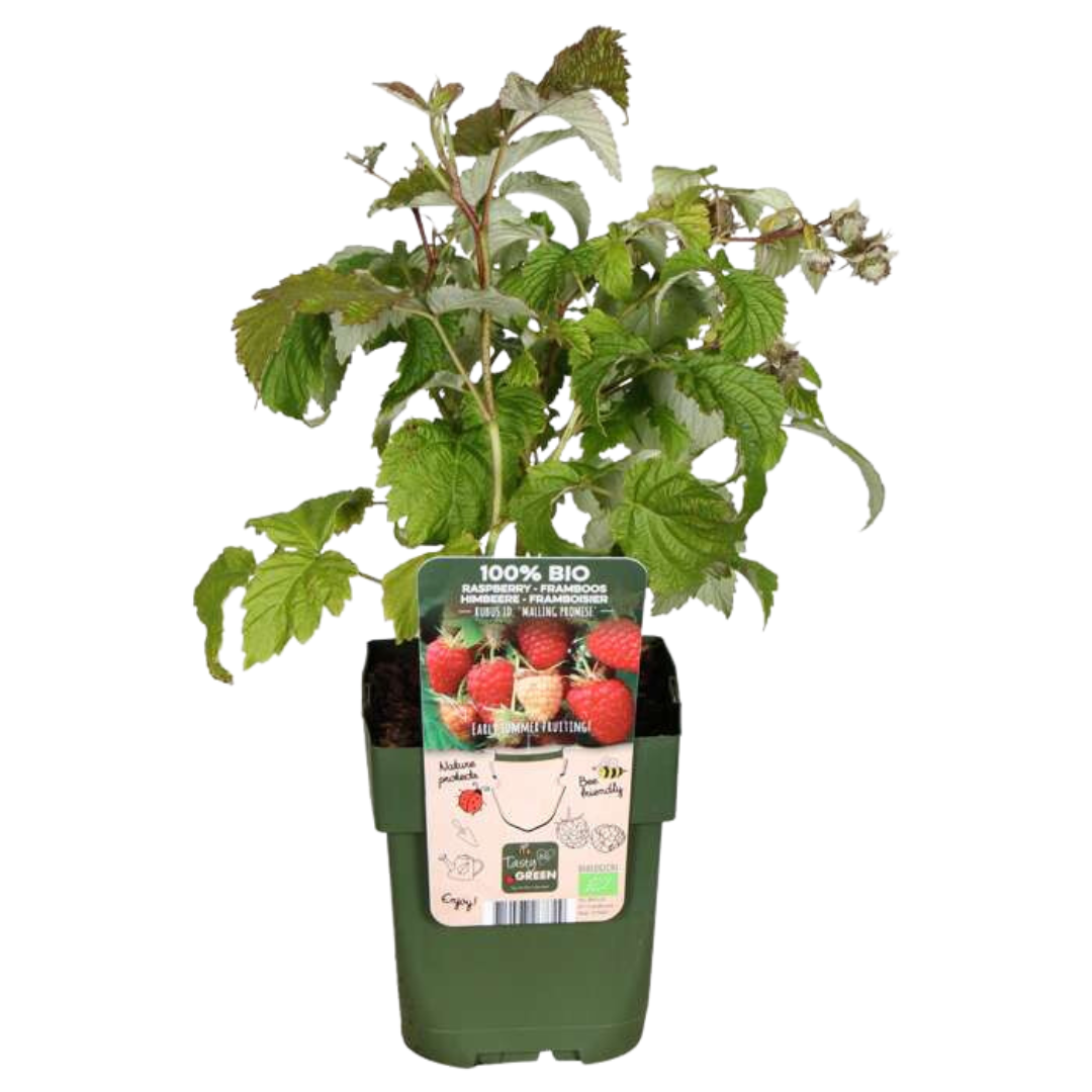 "Vruchtenparadijs" BIO Fruitplanten mix set van 4 verschillende soorten