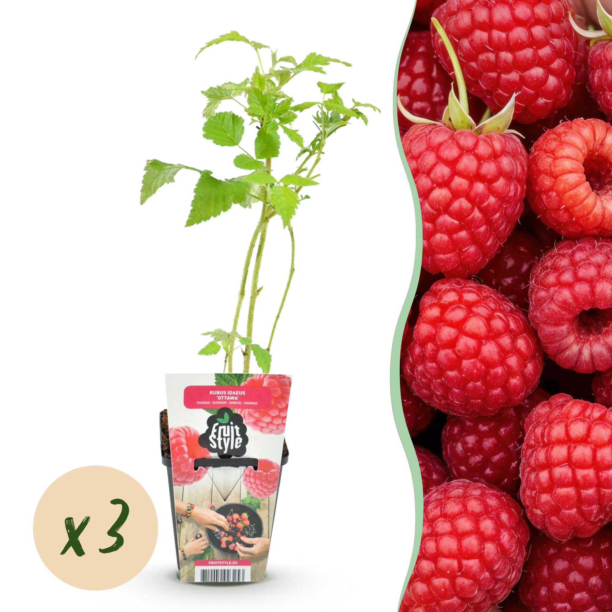 Fruitplanten - Framboos - Rubus idaeus Ottawa - Winterhard - 3 Planten - Pot 9 cm - Rode Framboos