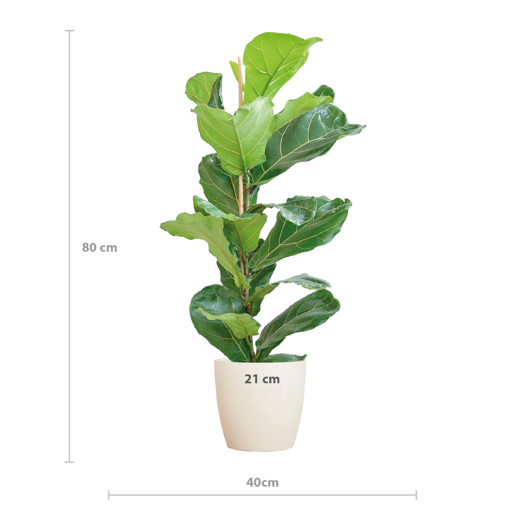 Ficus Lyrata met Potter pot wit - 80cm - Ø21