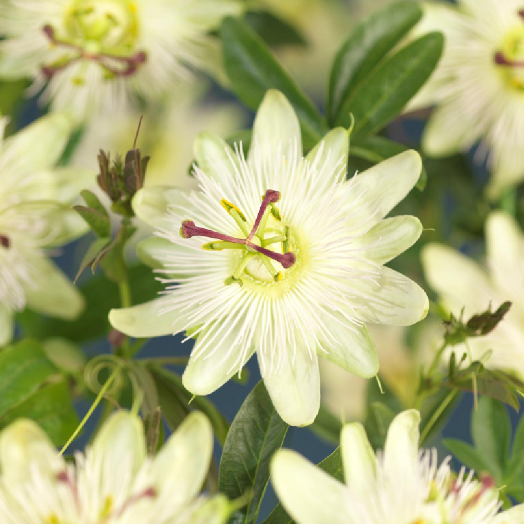 Passiebloem - Passiflora Avalanche  - Bloem  Wit  - Weinig onderhoud - 2 planten - Pot 11cm Hoogte 40cm