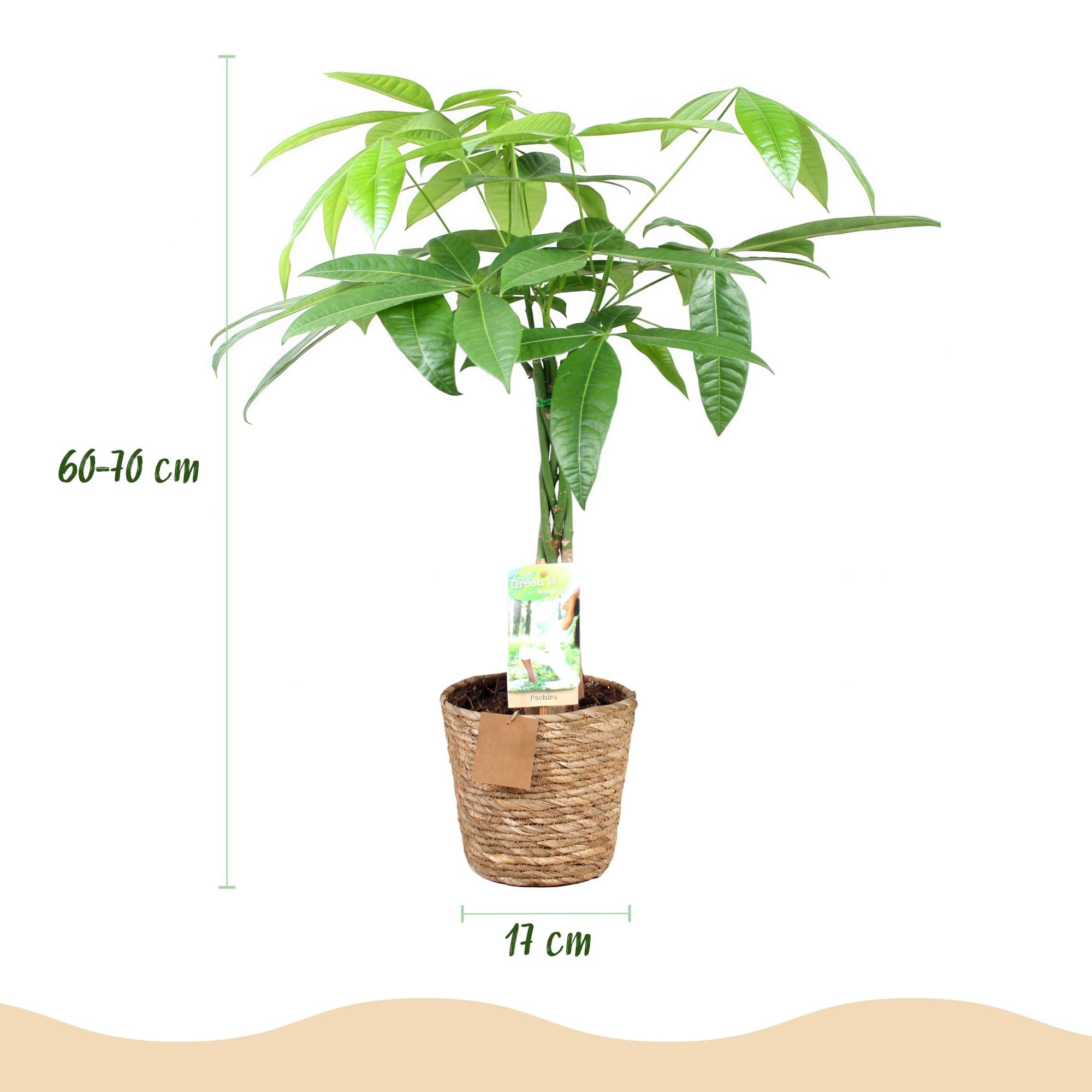 Green is... Kamerplanten - Pachira Aquatica gevlochten stam - Geldboom - Weinig onderhoud - met mand - Groen - 1 Plant - Pot 17cm - Hoogte 60-70cm
