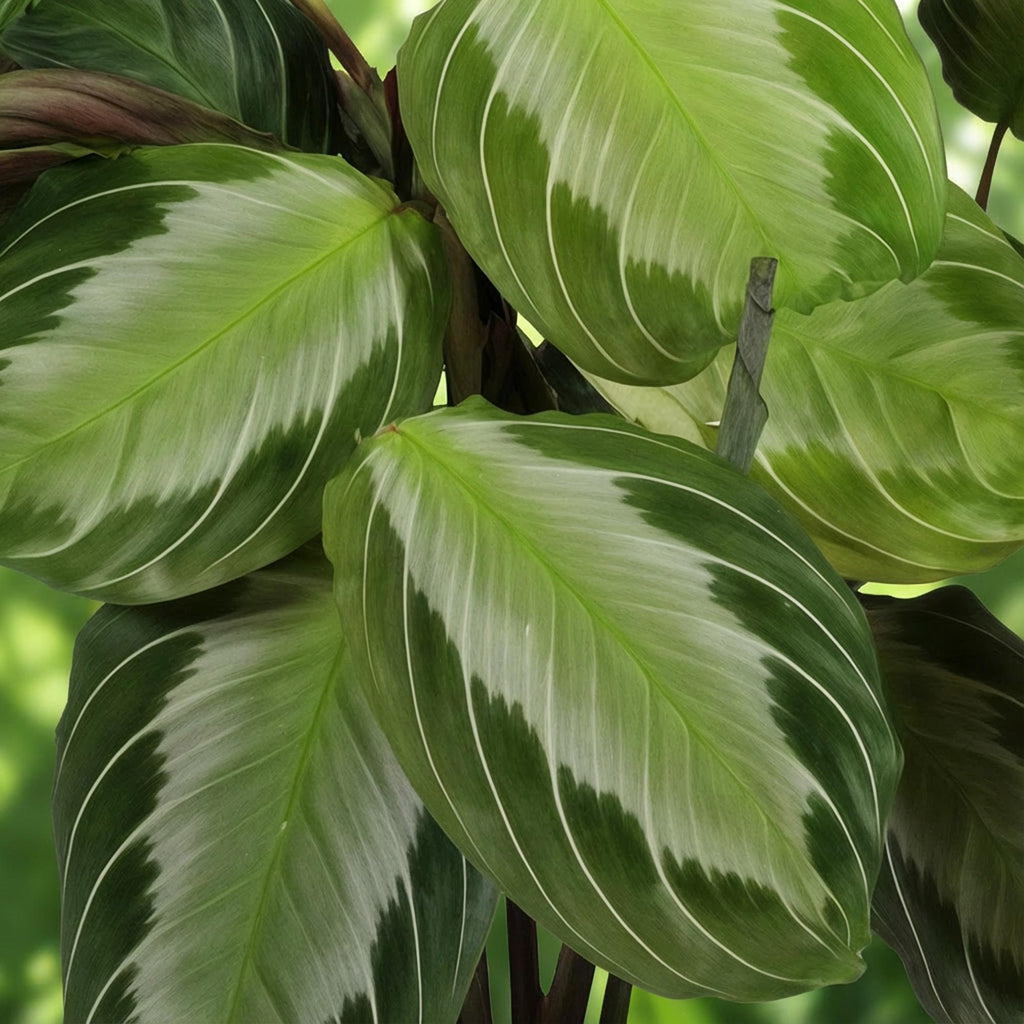 Kamerplant - Maranta Fascinator Silverband - Gebedsplant - Huisdiervriendelijk - Groen - 2 Planten - Pot 12cm - Hoogte 30-35cm