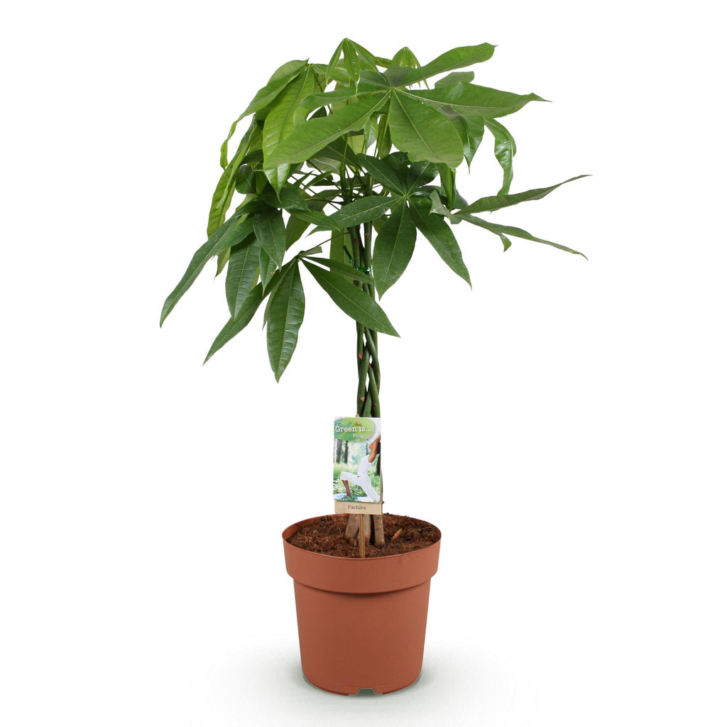 Green is... Kamerplanten - Pachira Aquatica gevlochten stam - Geldboom - Weinig onderhoud - Groen - 1 Plant - Pot 21cm - Hoogte 80-90cm
