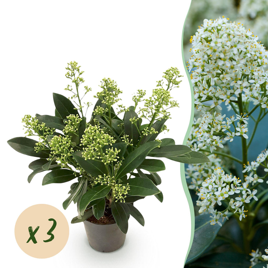 Terrasplant - Skimmia japonica Finchy - Bloem Wit - 10+ Bloemen - 3 Planten - Winterhard - Pot 10,5cm Hoogte 25cm