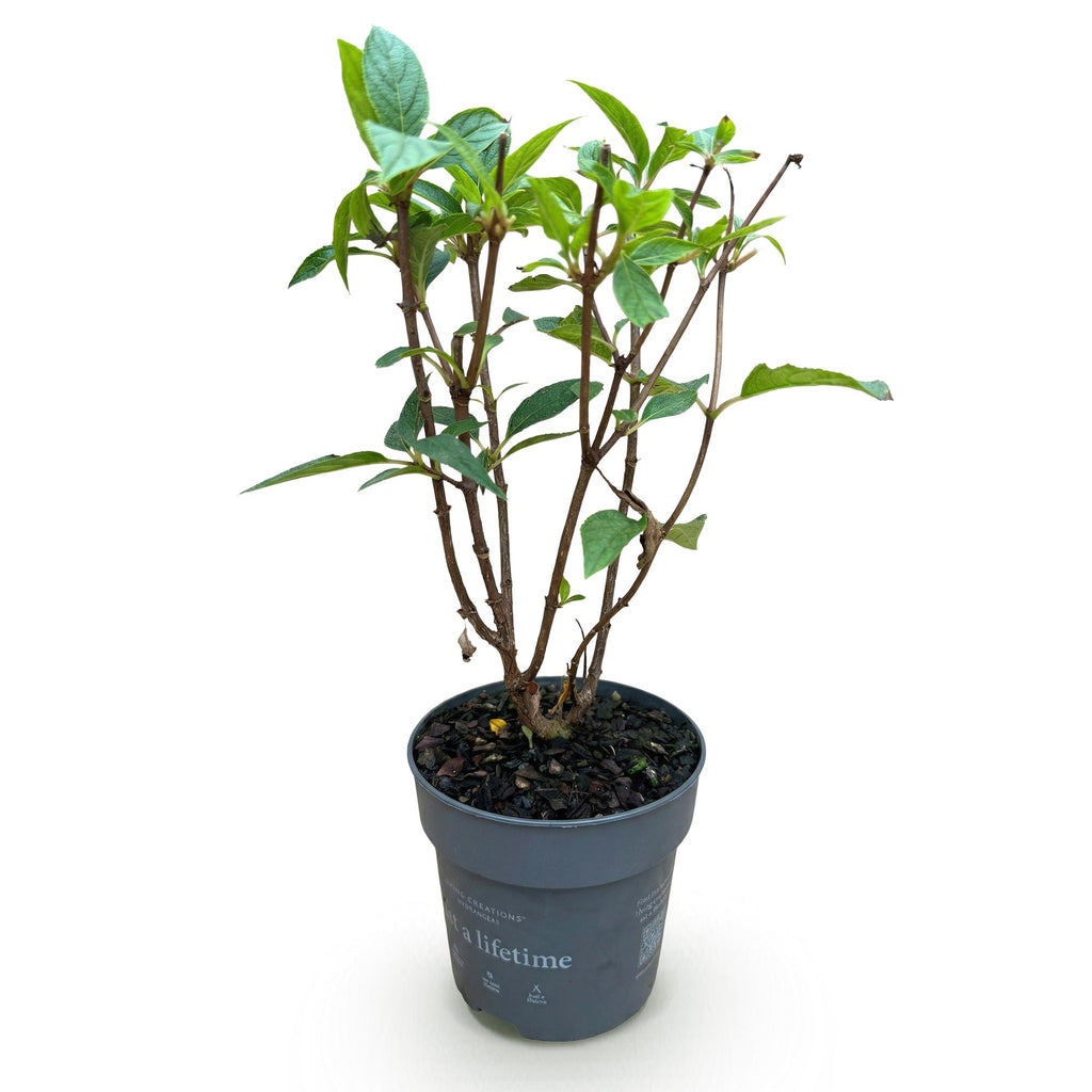 Tuinplant - Hydrangea panniculata Living Pink & Rose - Pluimhortensia - Winterhard - Roze - 1 Plant - Pot 12cm - Hoogte Hoogte 20-30cm