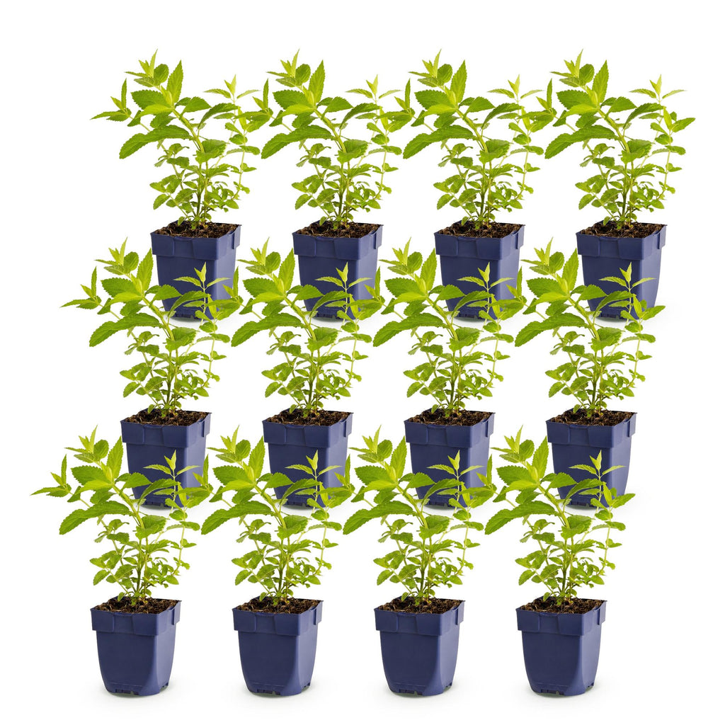 Vasteplant - Nepeta sib. Wild Orchid - Kattenkruid - Bijen en Vlinderlokkers - Roze - 12 Planten - Pot 11cm - Hoogte 15-25cm