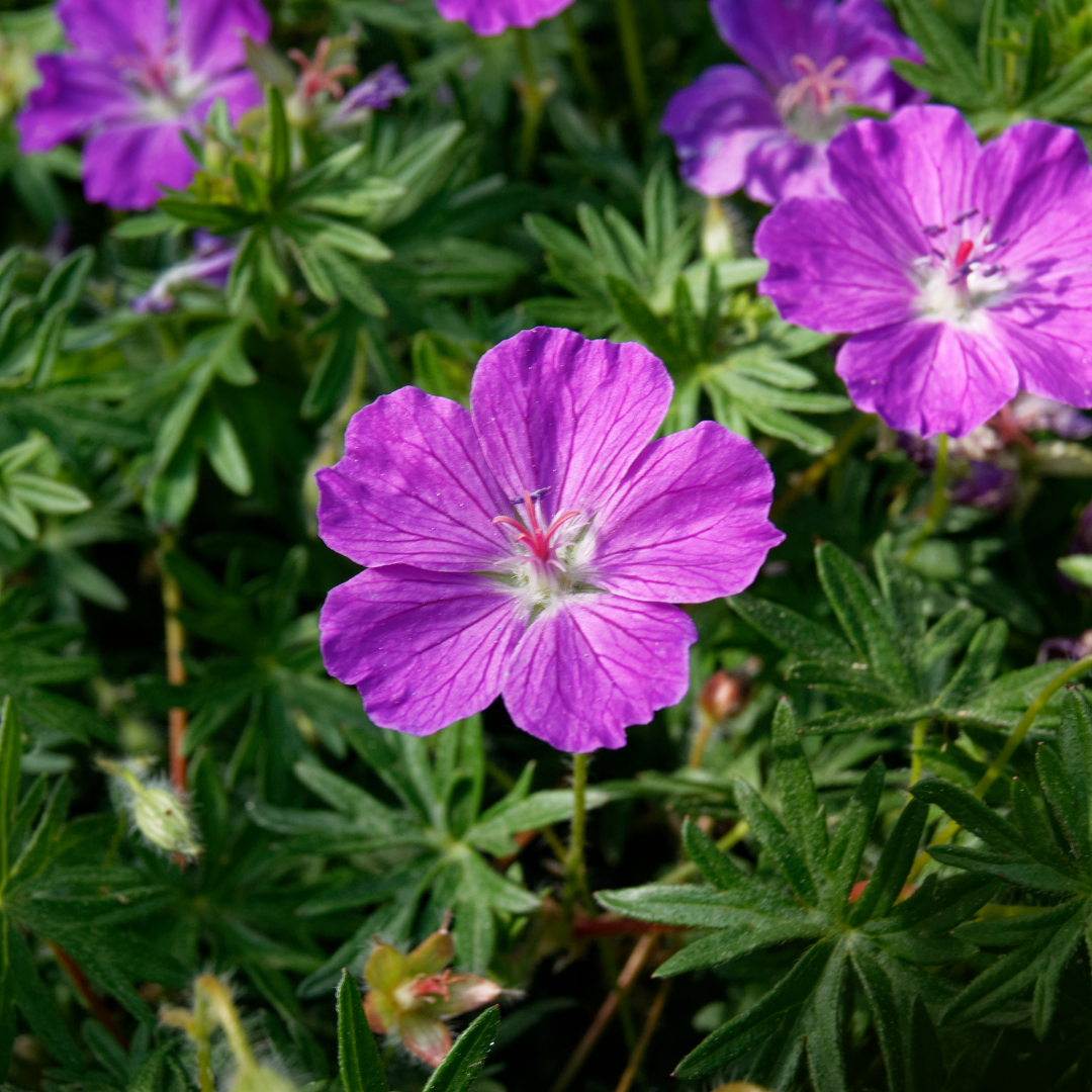 48x Geranium sanguineum - ↕10-25cm - Ø9cm