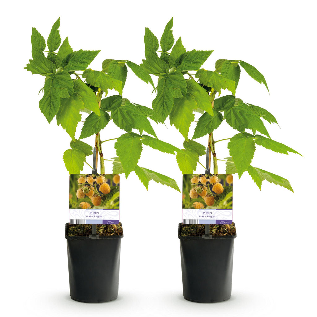 Fruitplant - Framboos - Rubus idaeus Fallgold  - Gele Framboos - 2 planten -  Pot 11cm Hoogte 40cm