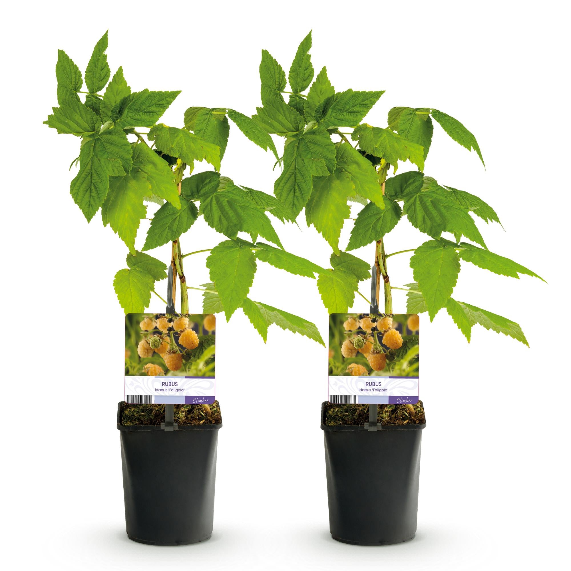 Fruitplant - Framboos - Rubus idaeus Fallgold  - Gele Framboos - 2 planten -  Pot 11cm Hoogte 40cm