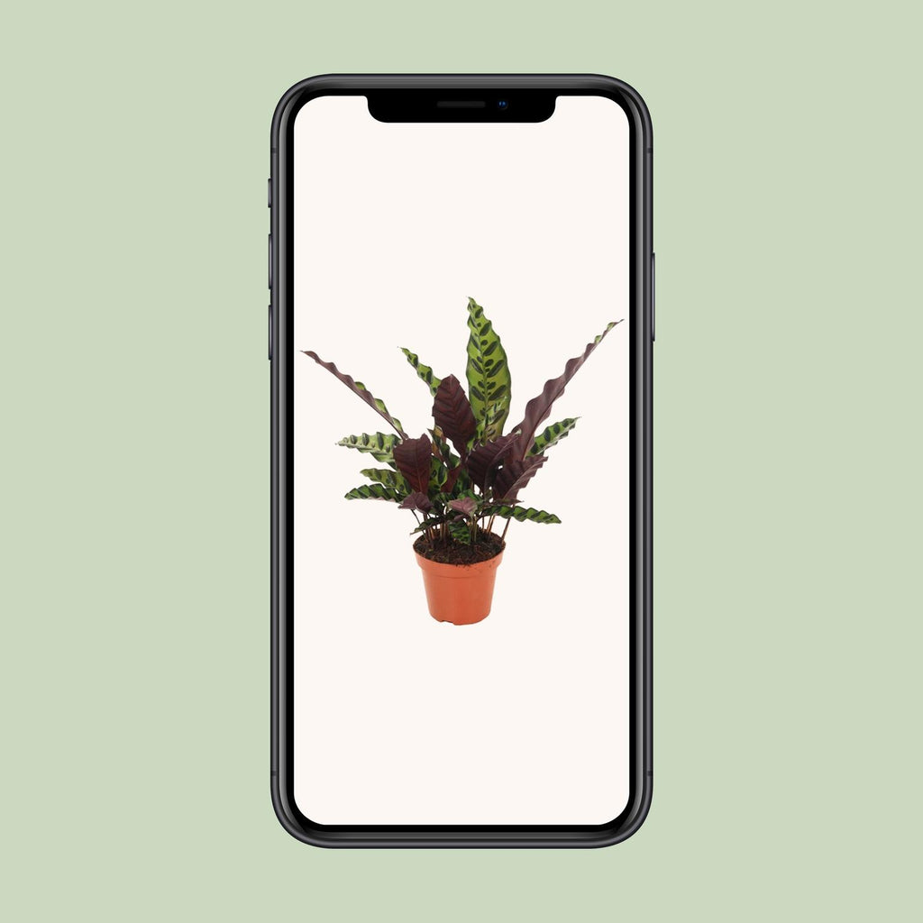 Calathea Insignis - Ø12cm - ↕30cm