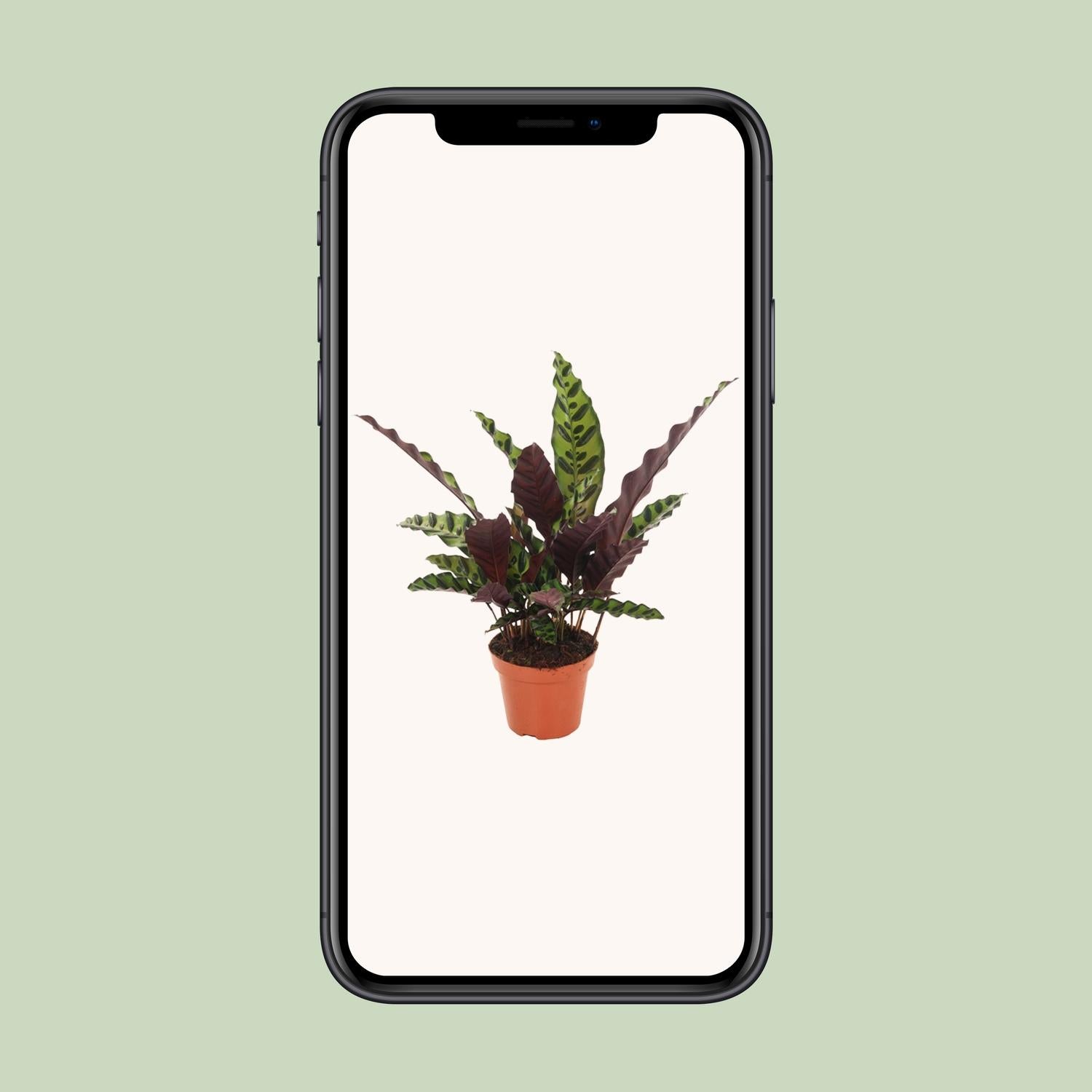Calathea Insignis - Ø12cm - ↕30cm