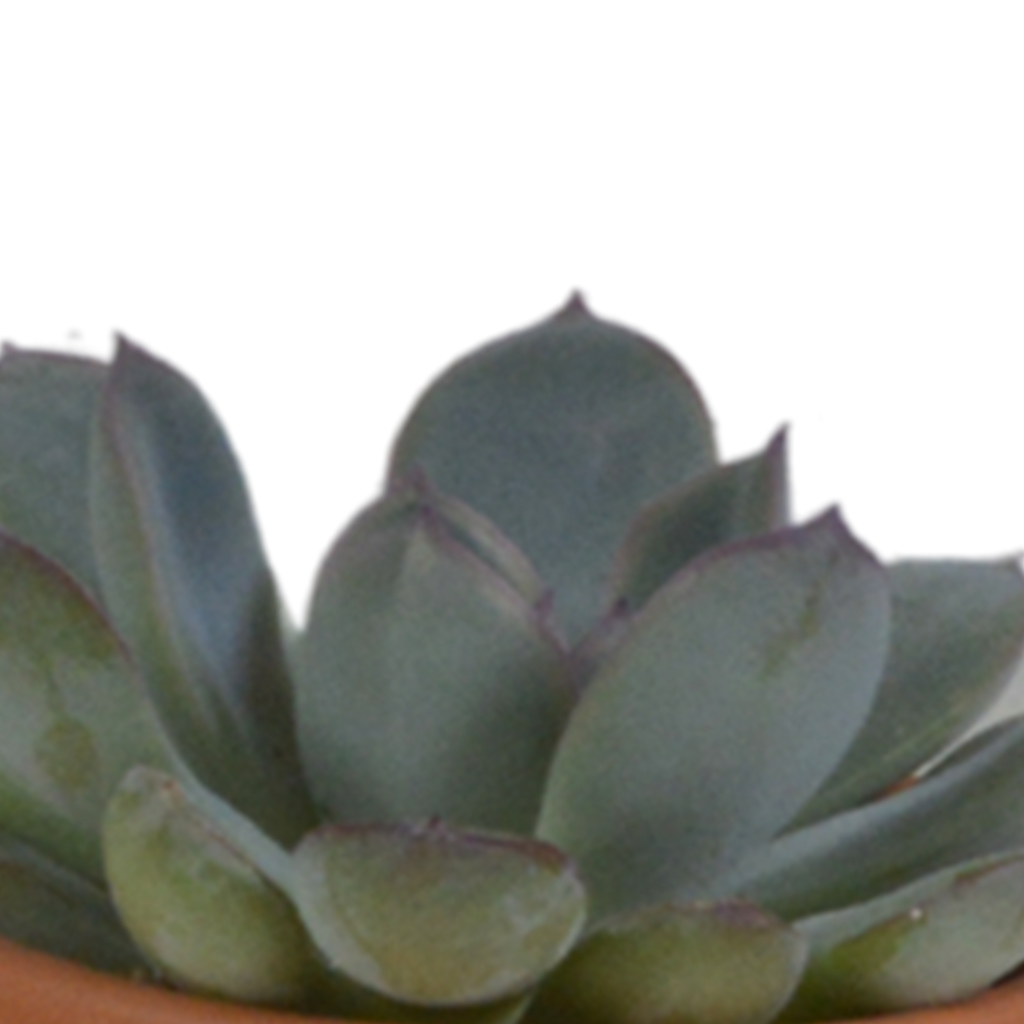 Vetplanten mix 5.5 cm - 5x - in terracotta pot