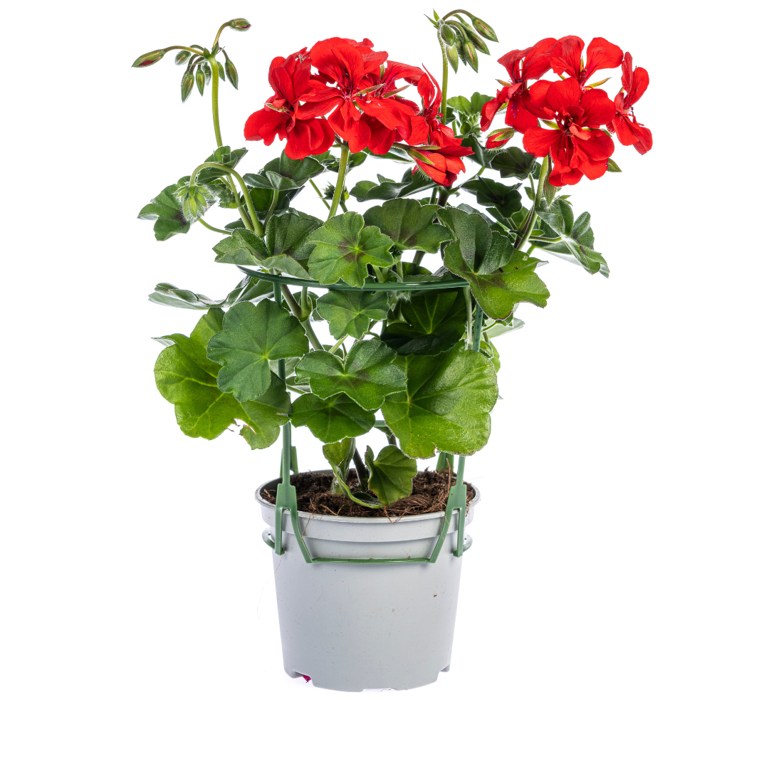 8x Pelargonium Peltatum Rot Ø12 cm - ↕20 cm