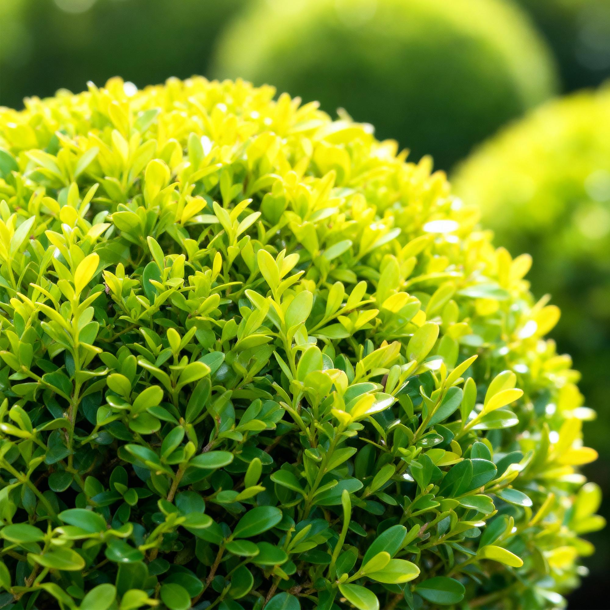 Buxus Bol - BetterBuxus Skylight - Resistant tegen Buxus Schimmel - 2 planten - pot 26cm bol 30cm