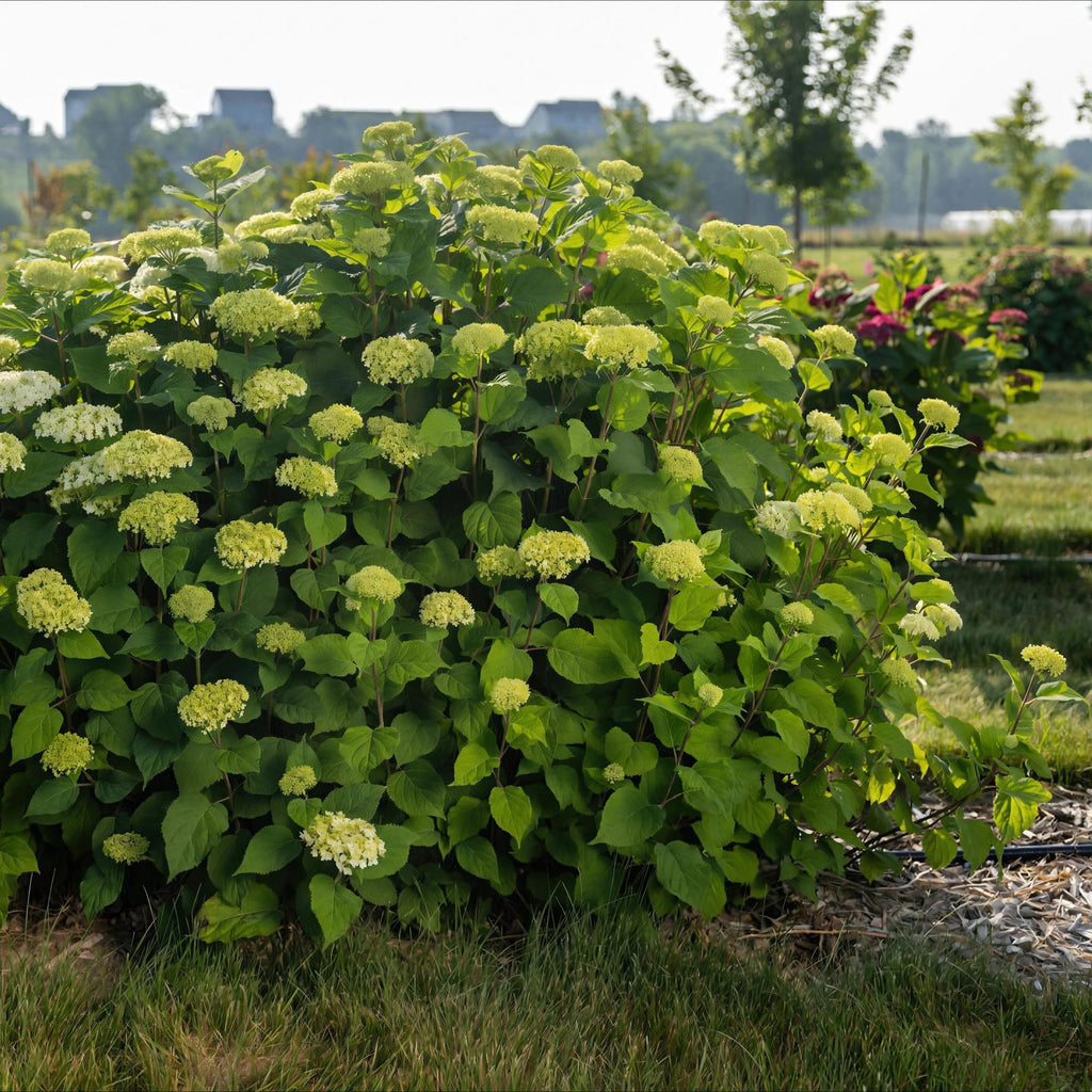 Tuinplant - Hydrangea arborescens FlowerWOW - Hortensia - Winterhard - Wit - 3 Planten - Pot 14cm - Hoogte Hoogte 20-30cm