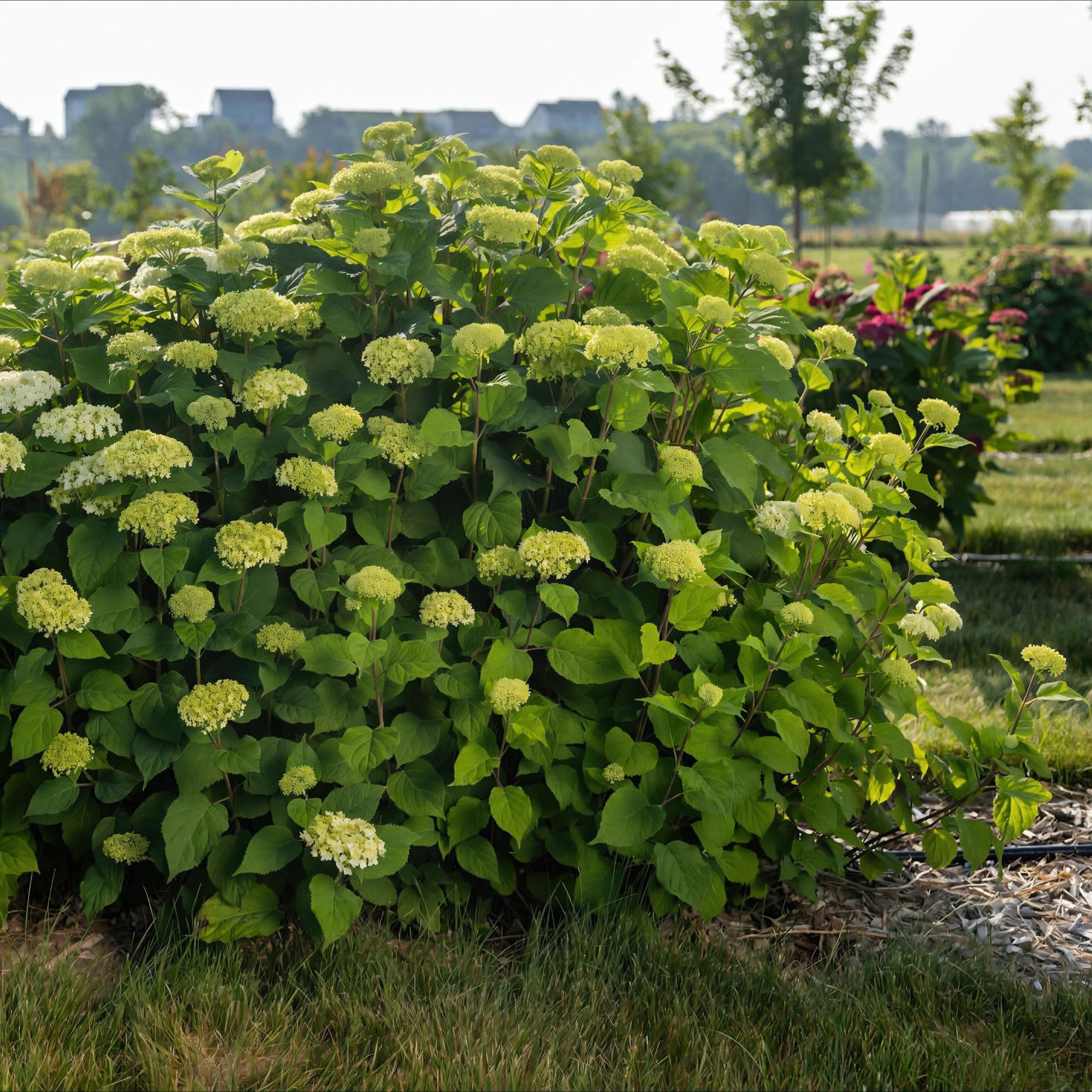 Tuinplant - Hydrangea arborescens FlowerWOW - Hortensia - Winterhard - Wit - 3 Planten - Pot 14cm - Hoogte Hoogte 20-30cm