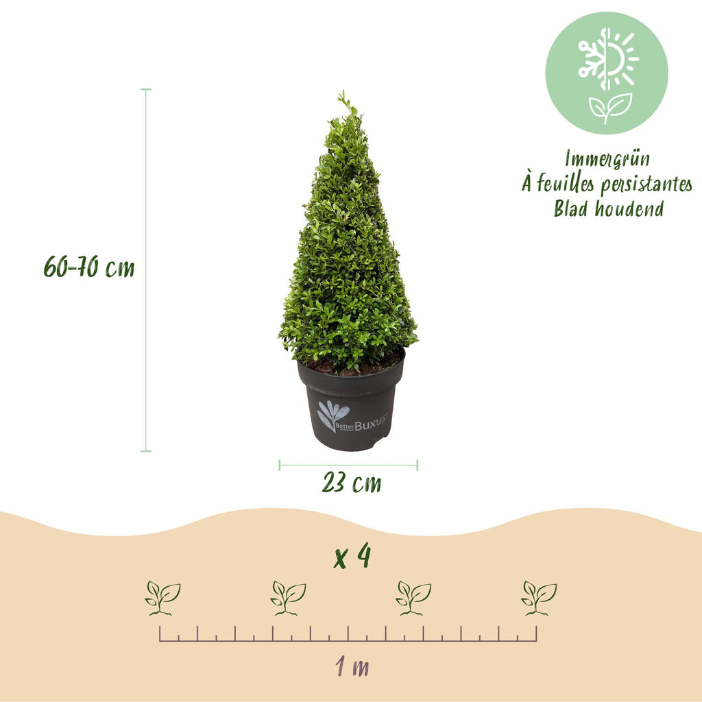 Buxus Pyramide - BetterBuxus Skylight - Resistant tegen de Buxus Schimmel - 2 Planten - Pot 23cm Hoogte 60-70cm