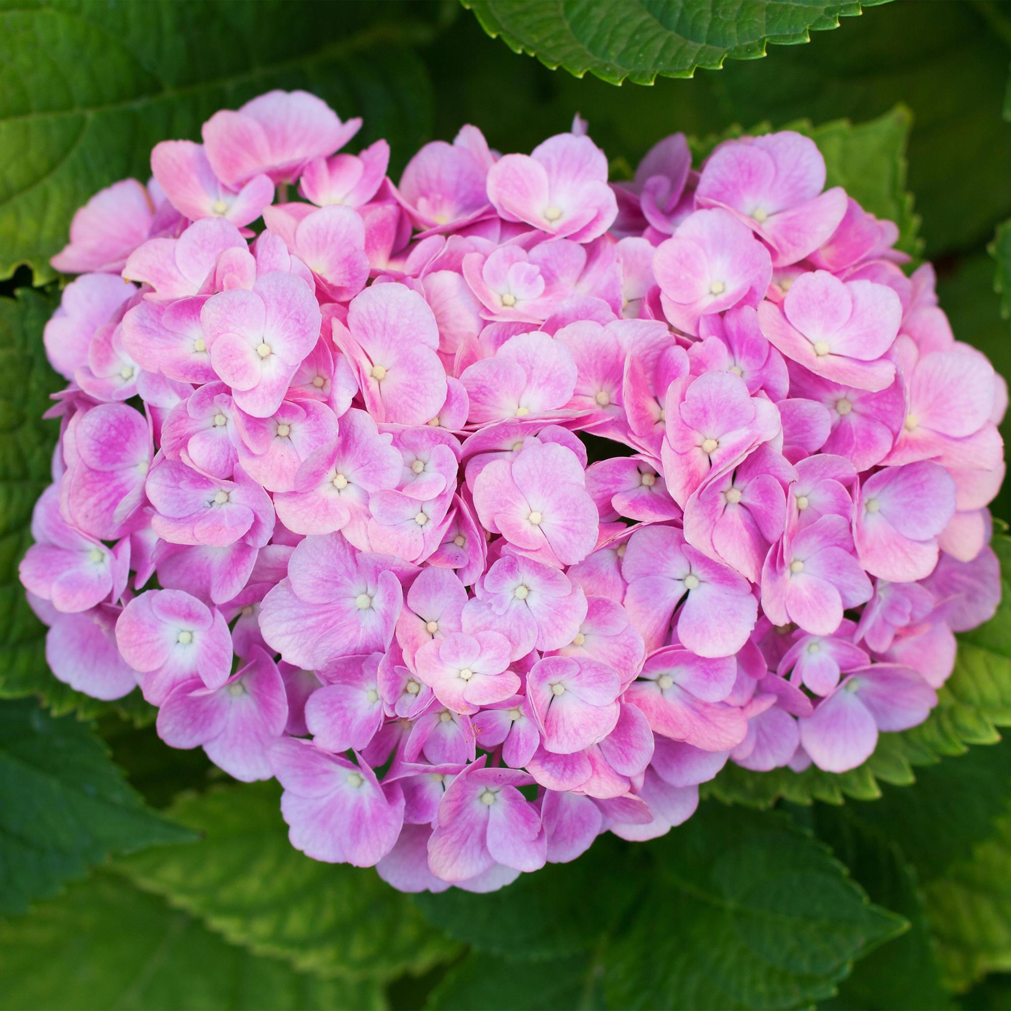 Tuinplant - Hydrangea macrophylla Roze - Hortensia - Winterhard - Roze - 1 Plant - Pot 12cm - Hoogte Hoogte 20-30cm
