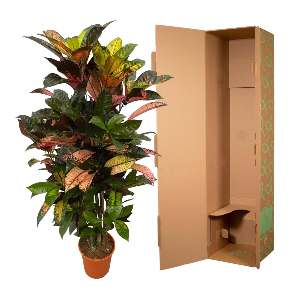 Codiaeum (Croton) Iceton vertakt - 100 cm - Ø24cm