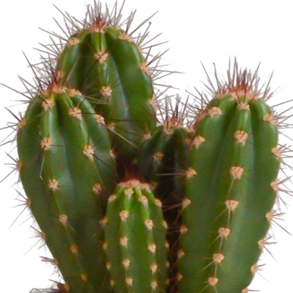 Cereus mix 10,5cm - 3x - in witte pot
