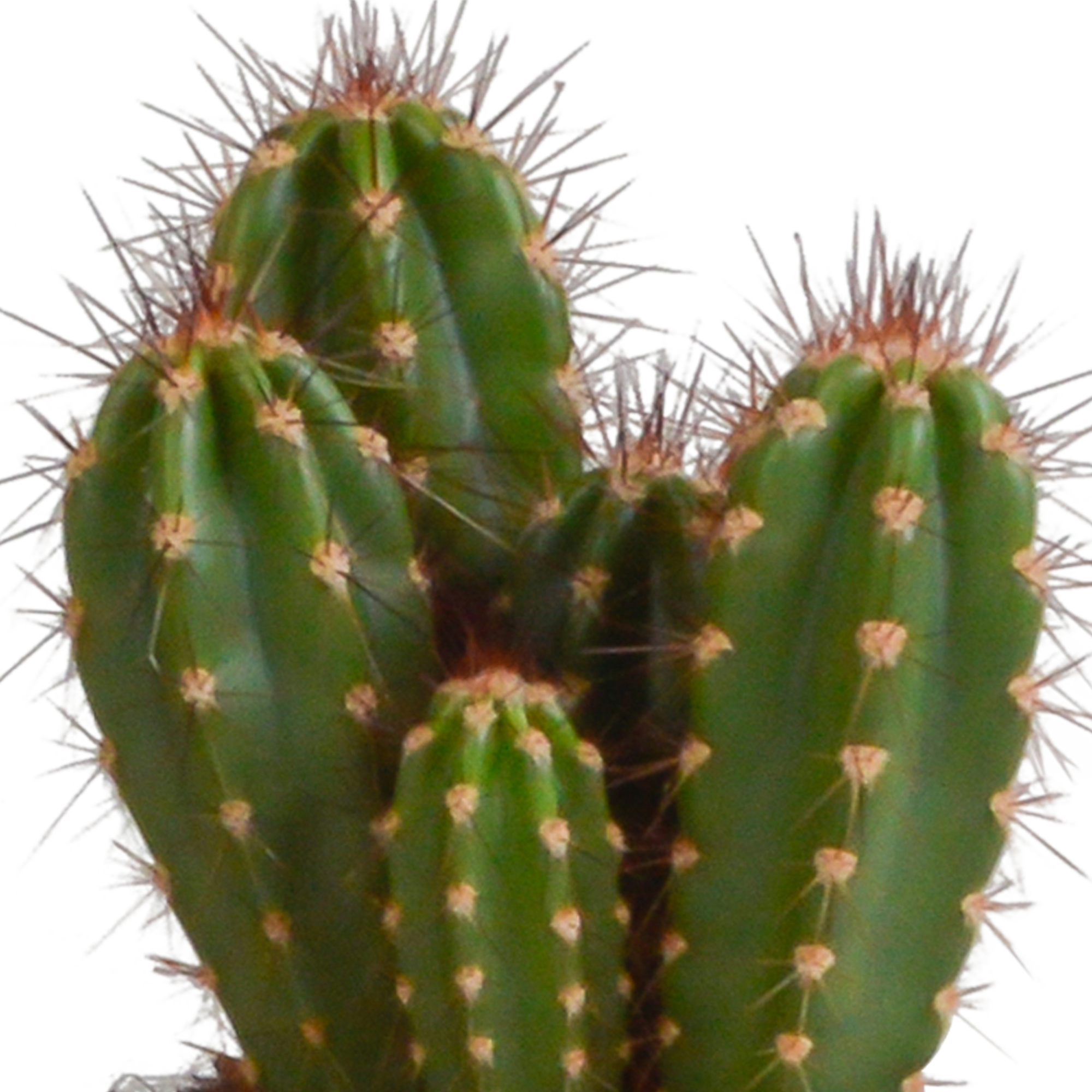 Cereus mix 10,5cm - 3x - in witte pot