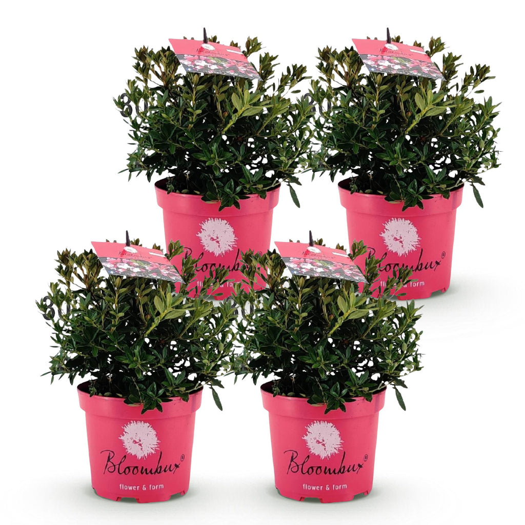 Dwerg Rhododendron - Rhododendron Bloombux Magenta - Bloeiende Buxus - Weinig Onderhoud - Roze Bloem - 4 Planten - Pot 17cm - Hoogte 30-40cm