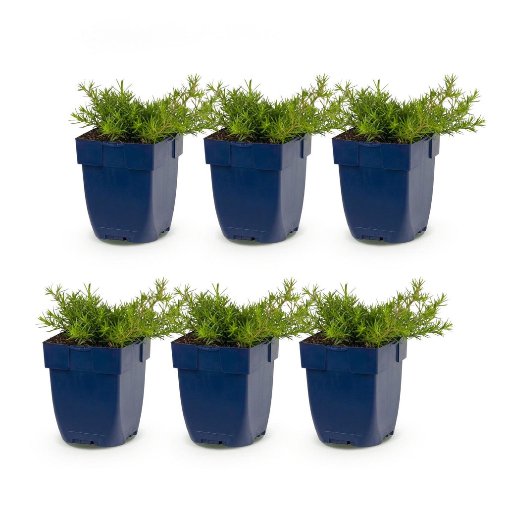 Vasteplant - Phlox MacDaniel's Cushion - Vlambloem - Bodembedekkend - Donker Roze - 6 Planten - Pot 11cm - Hoogte 15-25cm