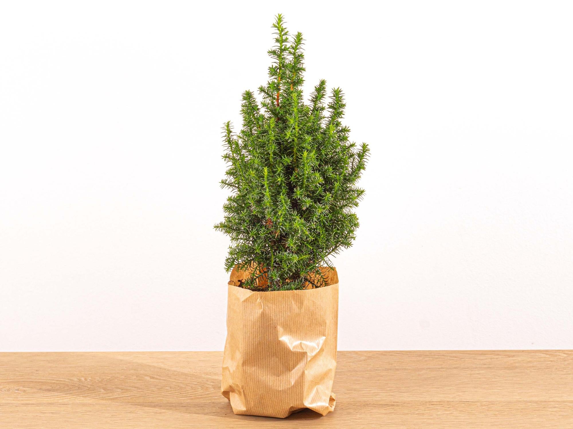 Mini-kerstboom - Chamaecyparis - 25-30 cm hoog + Verlichting