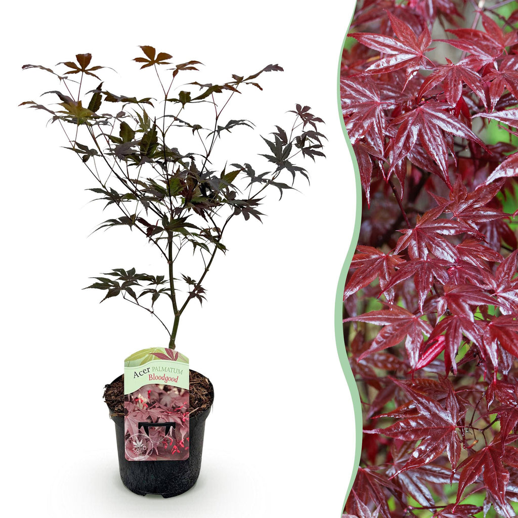 Terrasplant - Japanse Esdoorn - Acer palmatum Bloodgood - Rood - 1 Plant - Bladverliezend - Pot 19cm Hoogte 70cm