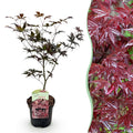 Terrasplant - Japanse Esdoorn - Acer palmatum Bloodgood - Rood - 1 Plant - Bladverliezend - Pot 19cm Hoogte 70cm
