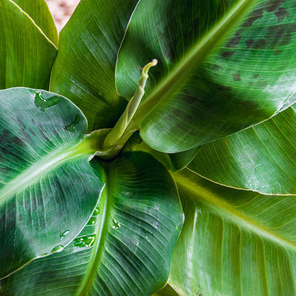Green is... Kamerplanten - Musa acuminata Dwarf Cavendisch - Bananenplant - Weinig onderhoud - met mand - Groen - 1 Plant - Pot 21cm - Hoogte 70-75cm
