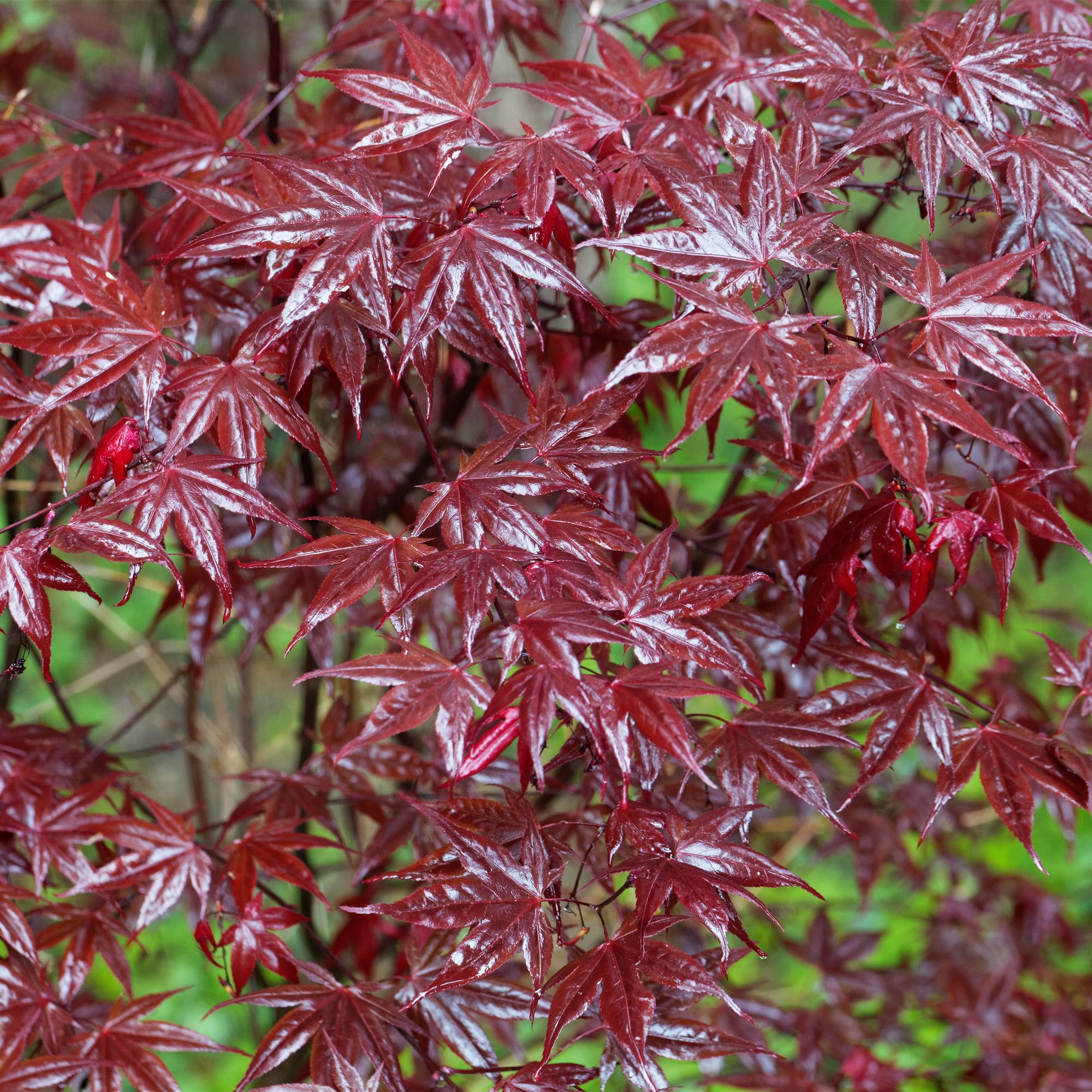 Terrasplant - Japanse Esdoorn - Acer palmatum Bloodgood - Rood - 1 Plant - Bladverliezend - Pot 19cm Hoogte 70cm