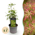 Tuinplant - Acer palmatum Seiryu - Groen 3 Planten - Bladverliezend - Weinig Onderhoud  - Pot 12cm Hoogte 35cm