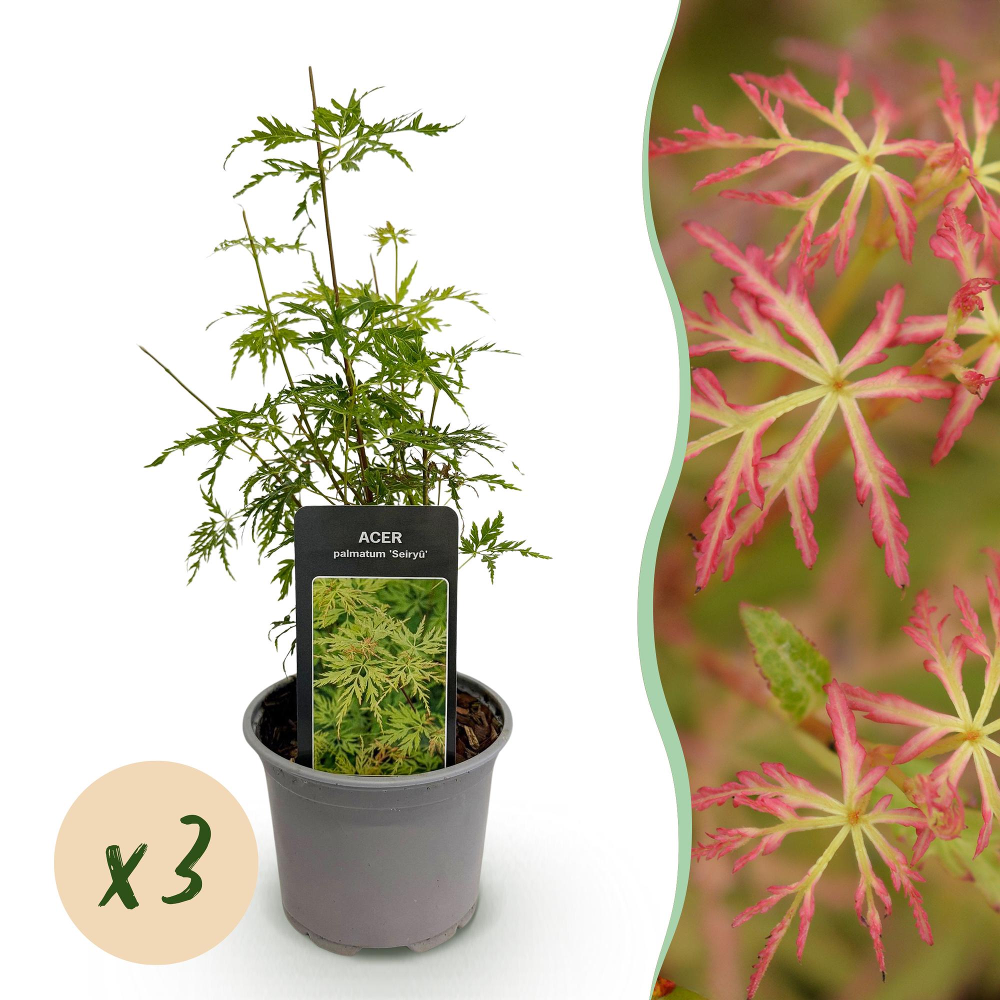 Tuinplant - Acer palmatum Seiryu - Groen 3 Planten - Bladverliezend - Weinig Onderhoud  - Pot 12cm Hoogte 35cm