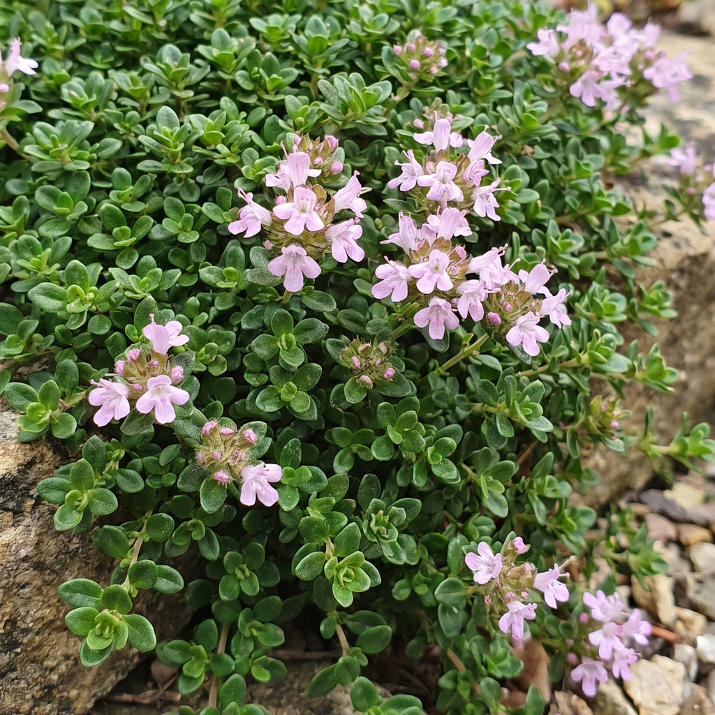 Vasteplant - Thymus praecox Minor - KruipTijm - Geurend - Roze - 1 Plant - Pot 11cm - Hoogte 15-25cm
