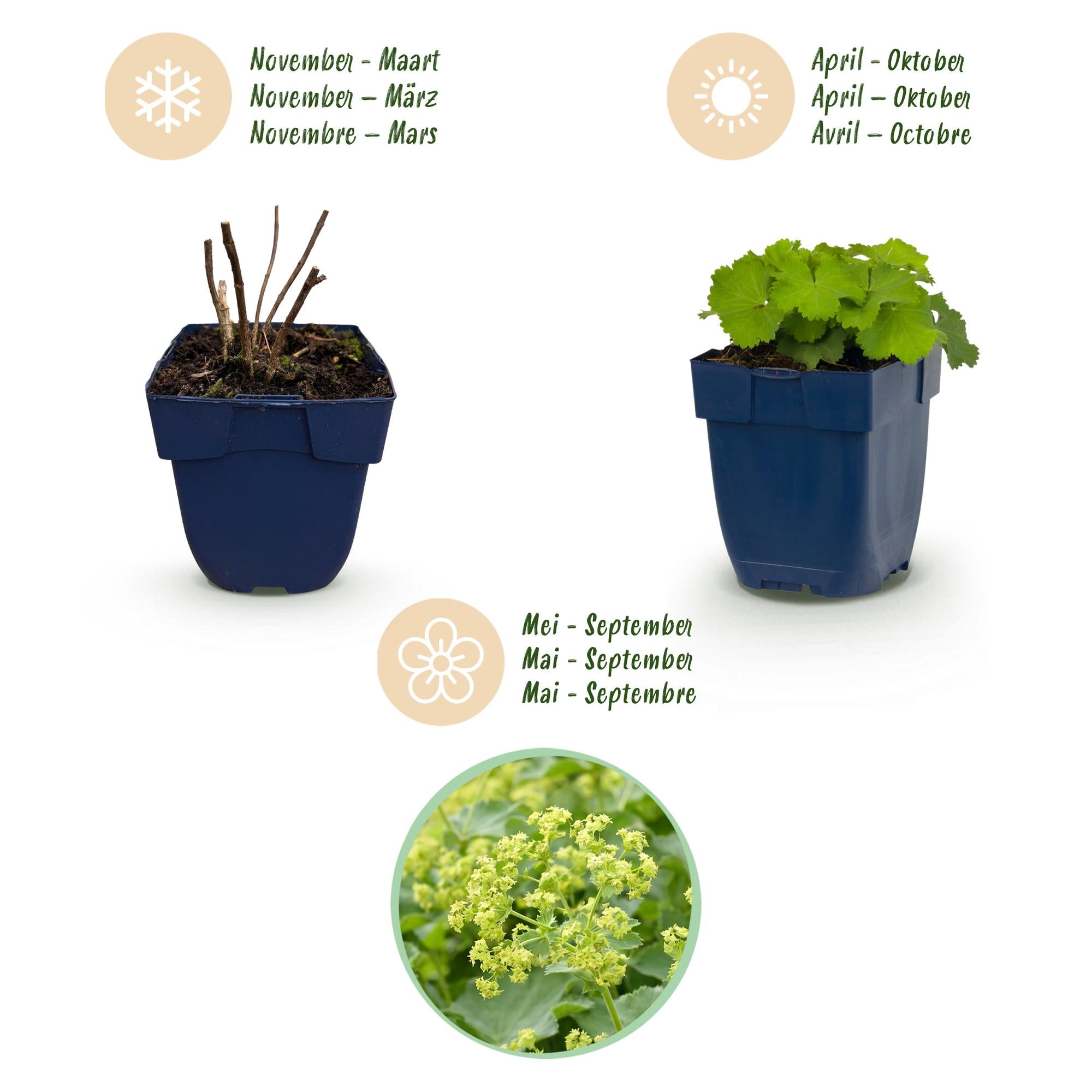 Vasteplant - Alchemilla mollis - Vrouwenmantel - Bodembedekkend - Geel - 1 Plant - Pot 11cm - Hoogte 15-25cm