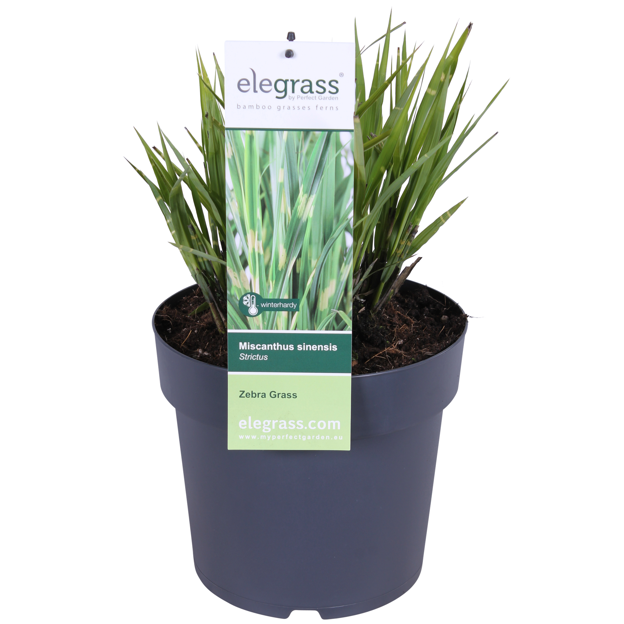 Miscanthus sinensis Strictus - Ø23cm - ↕60cm - Ø23 - ↨60cm
