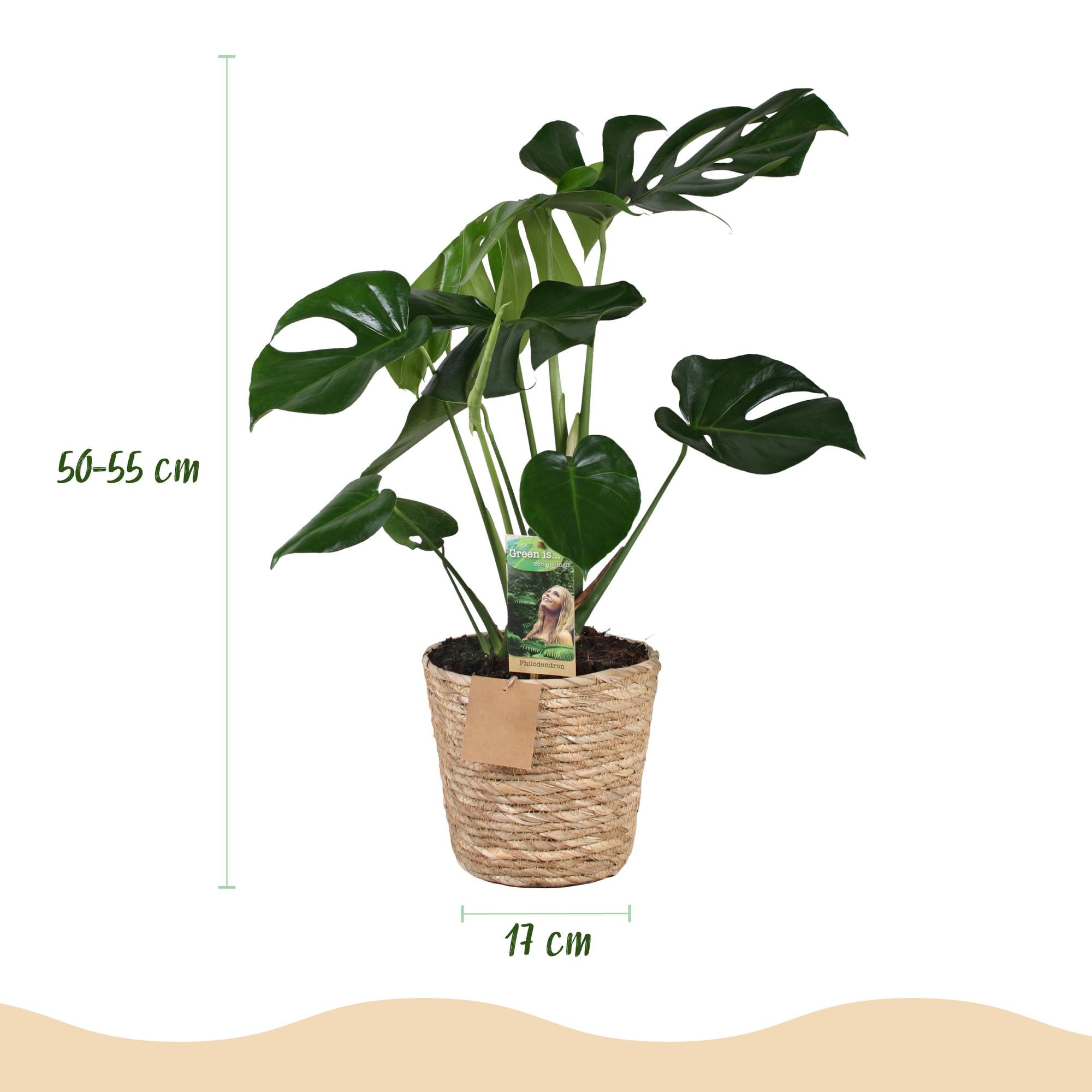 Green is... Kamerplanten - Monstera Deliciosa - Gatenplant - Weinig onderhoud - met mand - Groen - 1 Plant - Pot 17cm - Hoogte 50-55cm