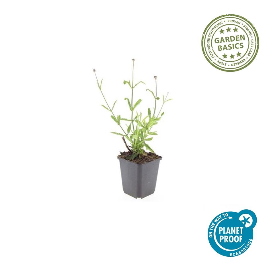 48x Verbena bon. 'Lollipop' - ↕10-25cm - Ø9cm