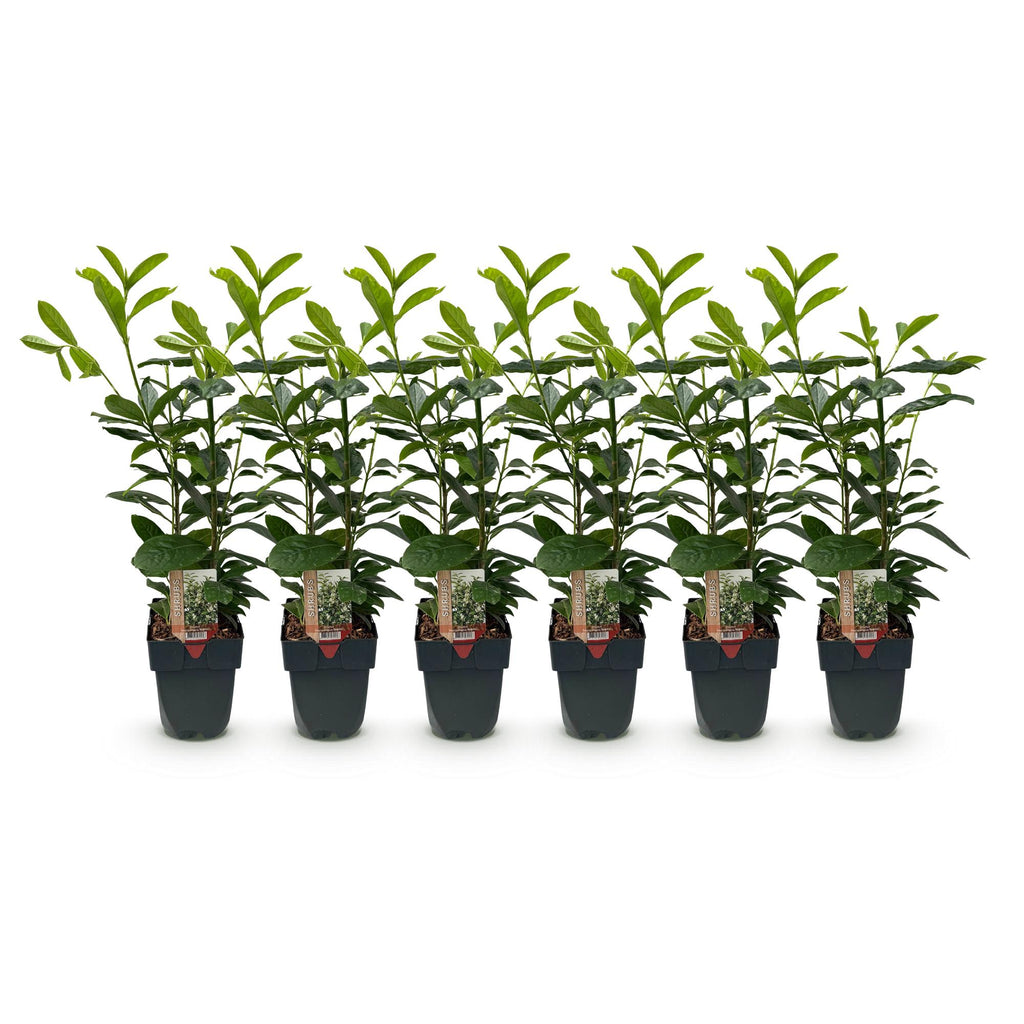 Haagplanten - Prunus laurocerasus Novita - blad groen - 6 planten - 1 strekkende meter - groenblijvend - pot 17cm hoogte 50cm
