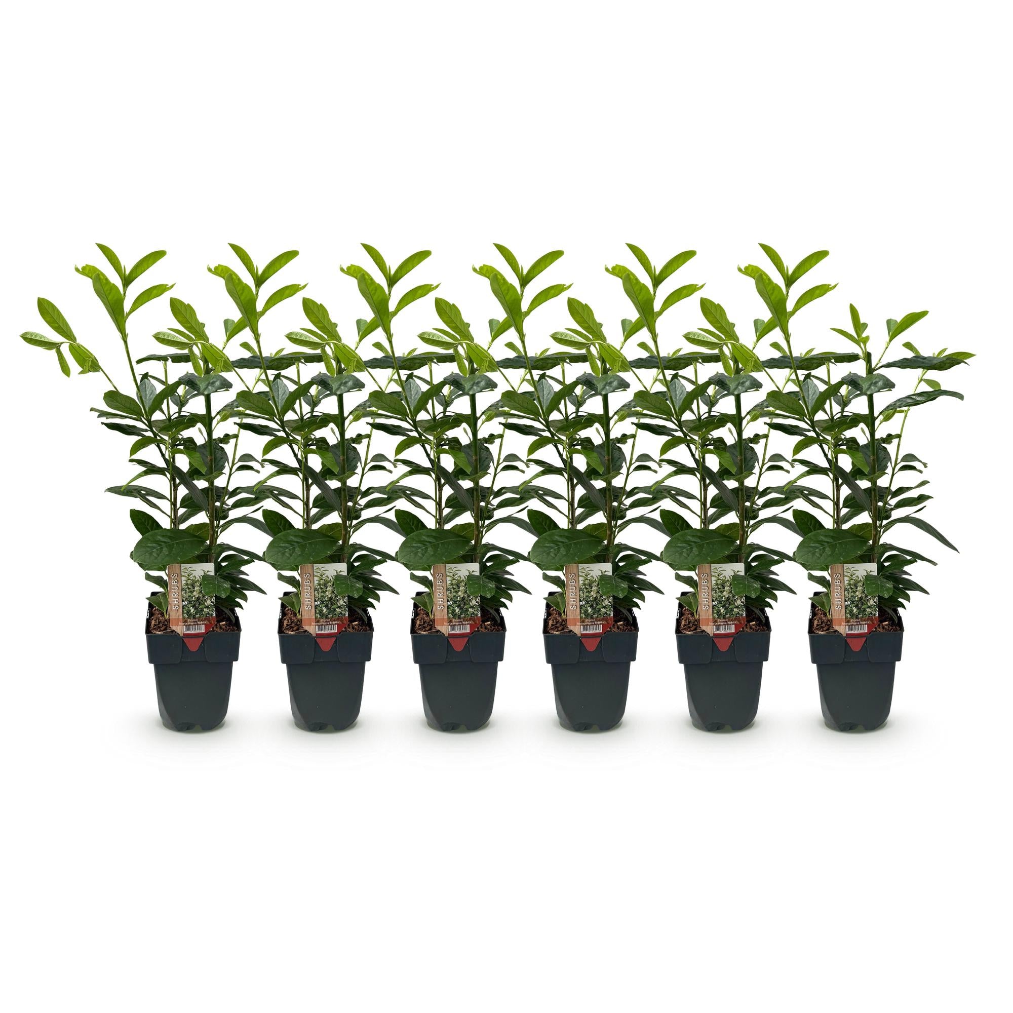 Haagplanten - Prunus laurocerasus Novita - blad groen - 6 planten - 1 strekkende meter - groenblijvend - pot 17cm hoogte 50cm