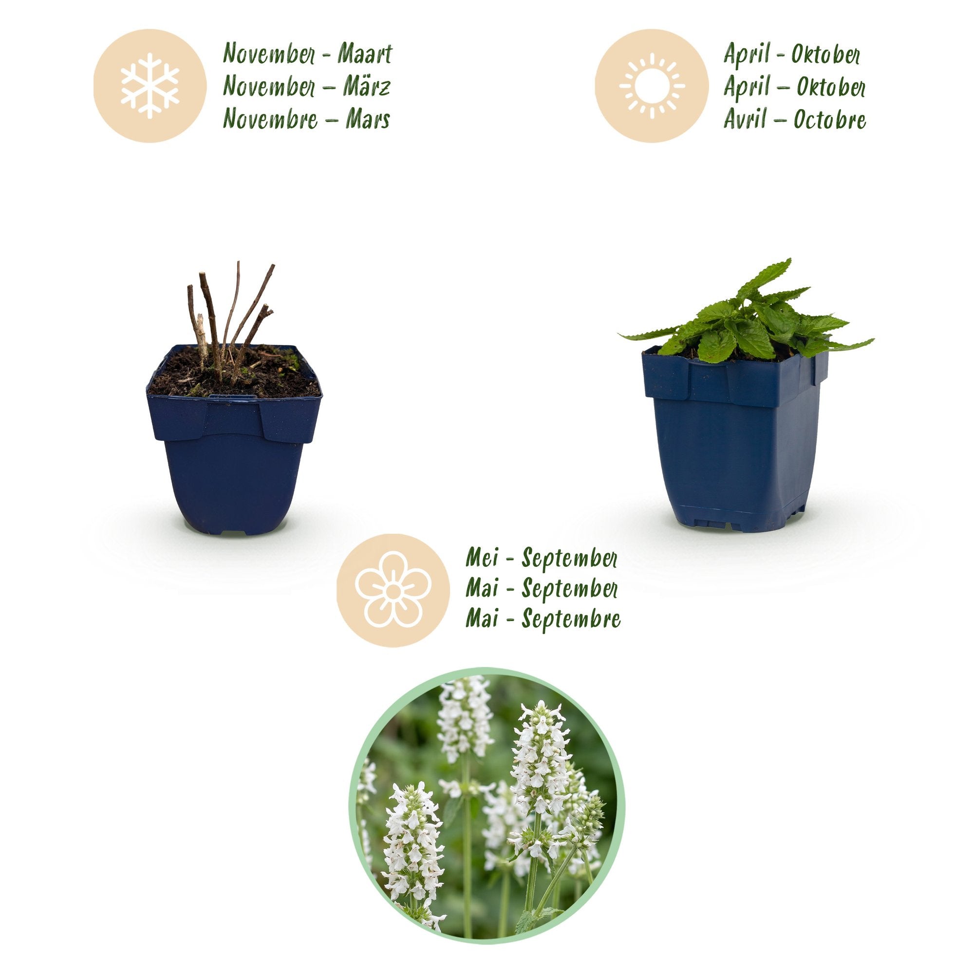 Vasteplant - Stachys off. Alba - Ezeloor - Bijen- en vlinderlokkers - Wit - 12 Planten - Pot 11cm - Hoogte 15-25cm