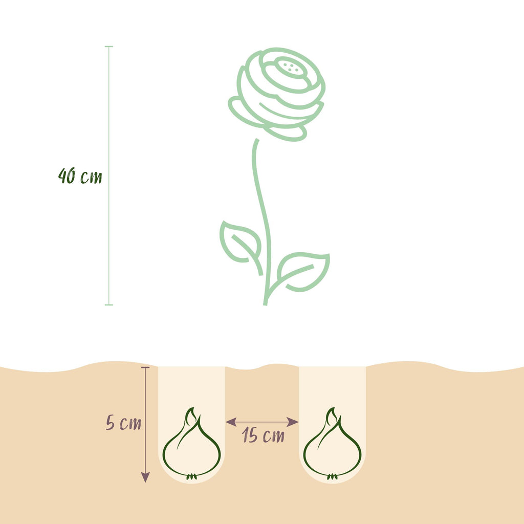 Bloembollen - Ranunculus Mix - Diversen Kleuren - 40 stuks - Bolmaat 5/6 - XXL Pack