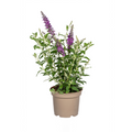 Buddleja Davidii Purple Ø19cm - ↕40 - 50cm