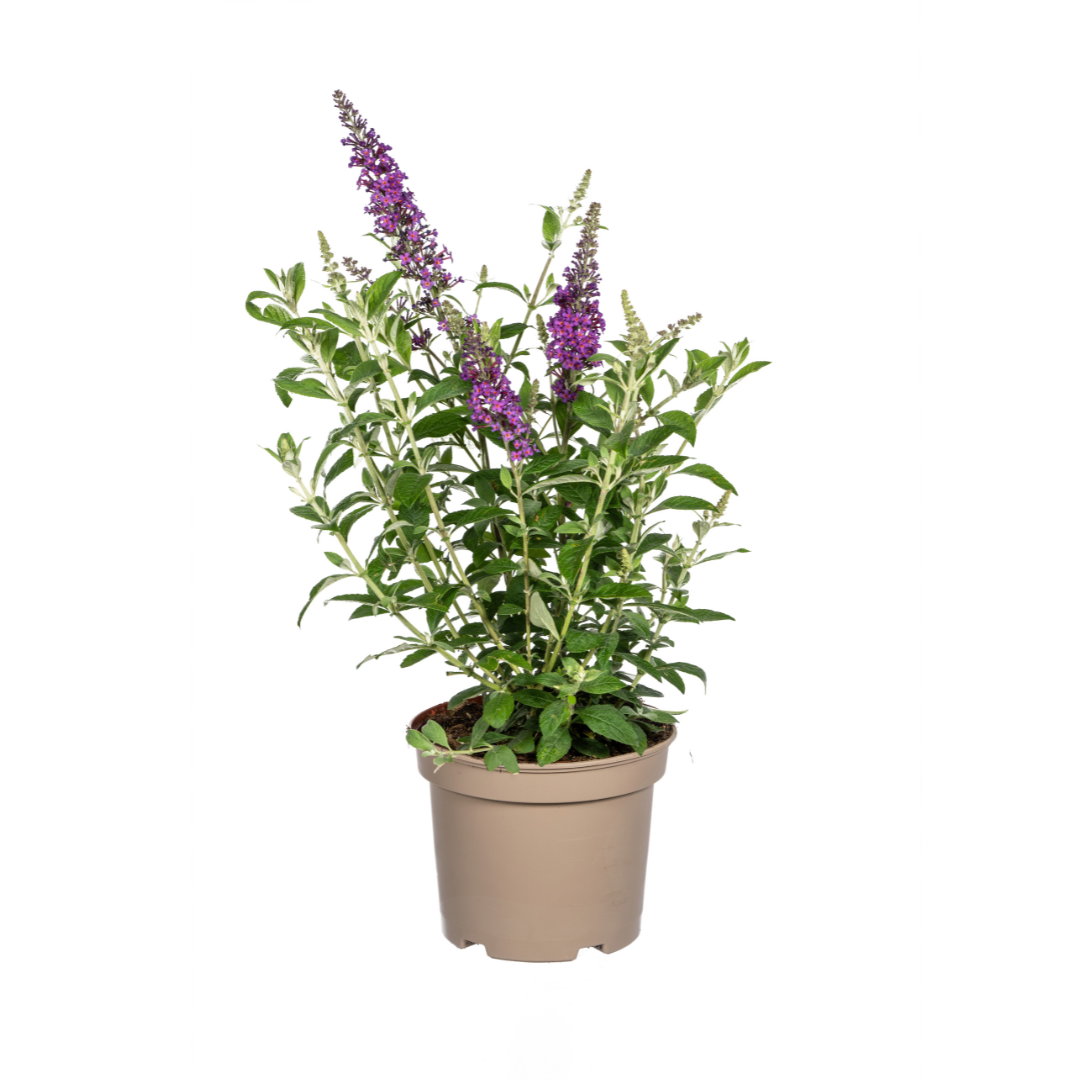 Buddleja Davidii Purple Ø19cm - ↕40 - 50cm