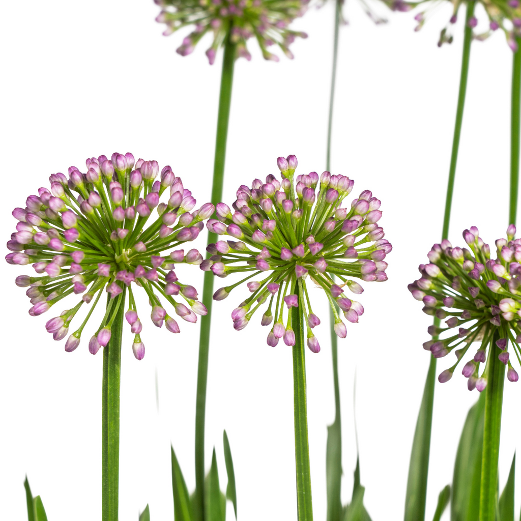 Allium Senescens Millenium Ø19 cm - ↕50 - 60cm