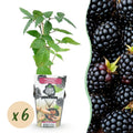 Fruitplanten - Doornloze Braam - Rubus Thornfree - Winterhard - 6 Planten - Pot 9 cm - Zwarte Braam